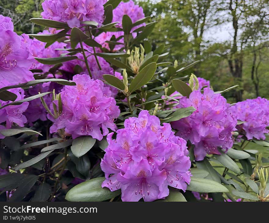 These flowers are from my backyard and they just finished flowering.