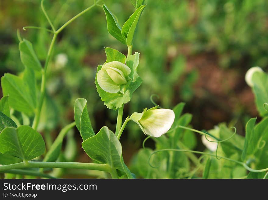 Delicate Pea Flowers (Pisum sativum) - White