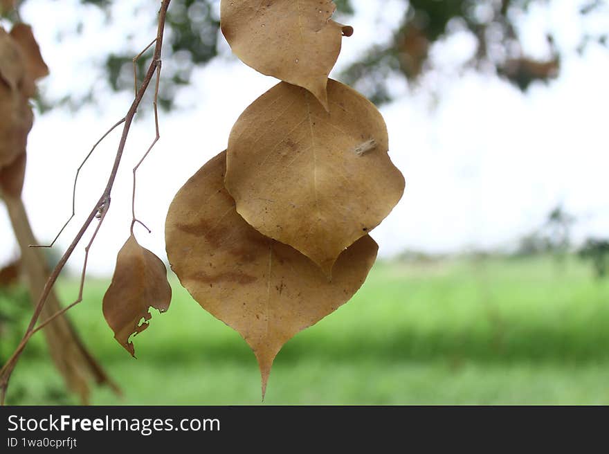 Dry Heart-Shaped Leaves of Indian Rosewood (Dalbergia sissoo) - Textured Autumn Foliage Close-Up