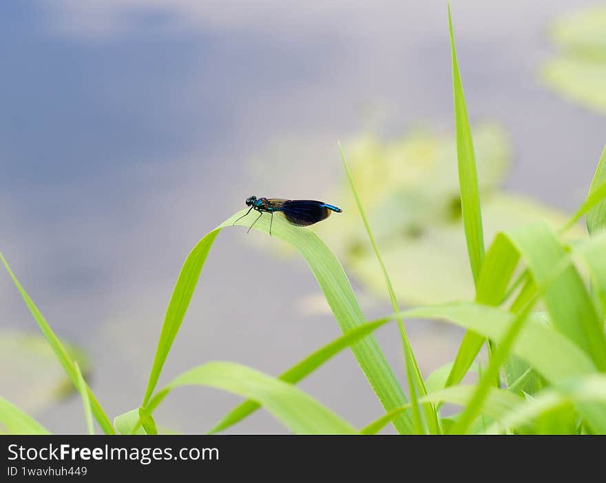 The picture shows a small dark blue dragonfly. She's sitting on a green blade of grass. The wings of the dragonfly are folded, and lines are visible on them. The background is blurred. There is a bokeh effect.