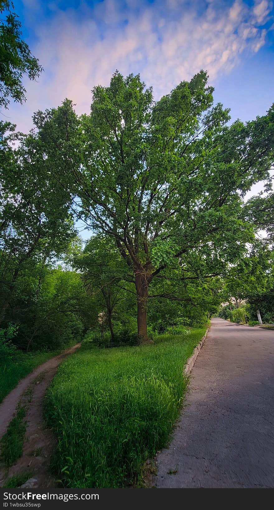 century-old oak in the park