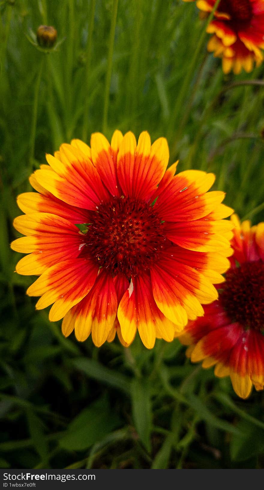 Gaillardia blooms in the meadow