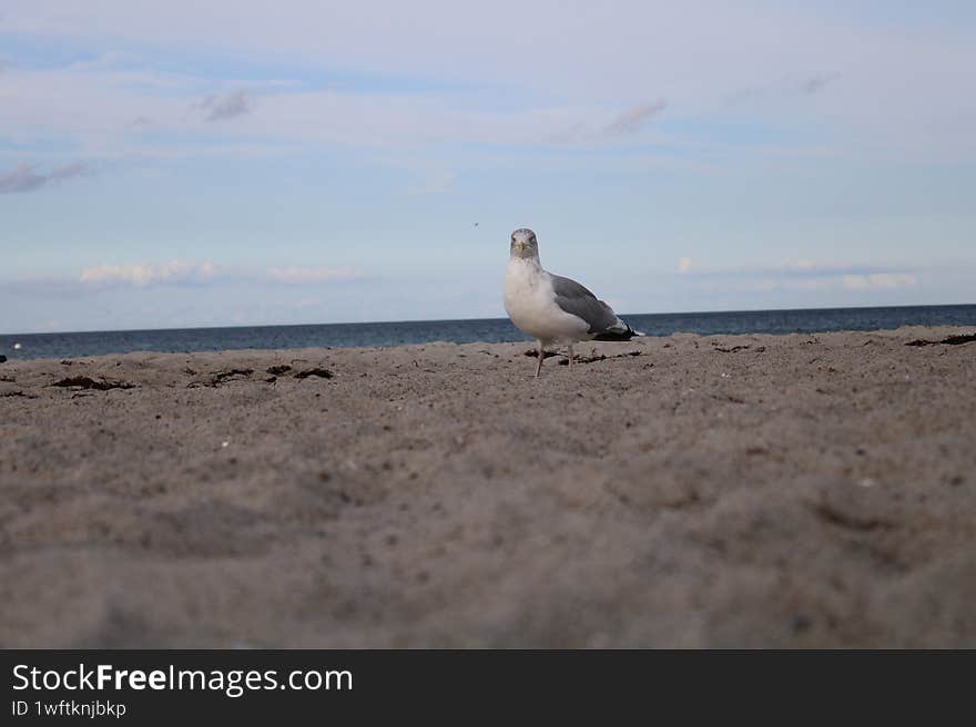 Gull at the baltic sea