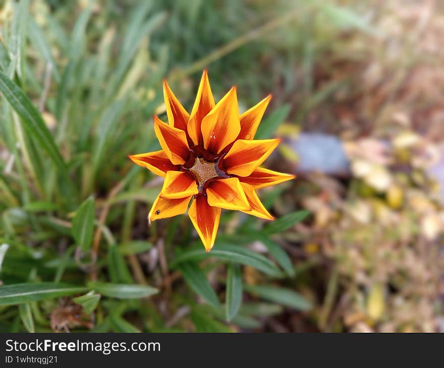 this is a flower with a unique and enchanting pattern