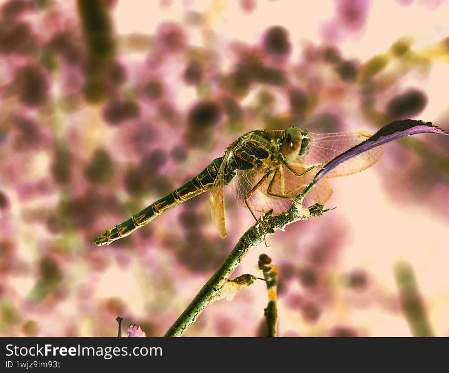 abstract dragonfly on a branch