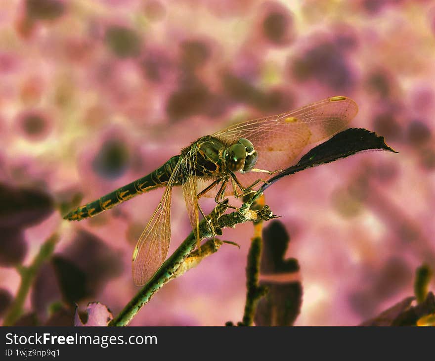 abstract dragonfly on a branch