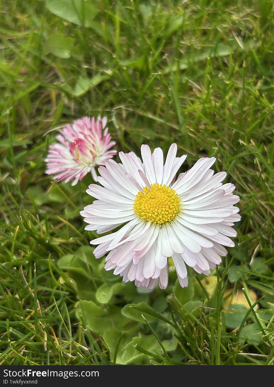 Two charming wildflowers in natural harmony