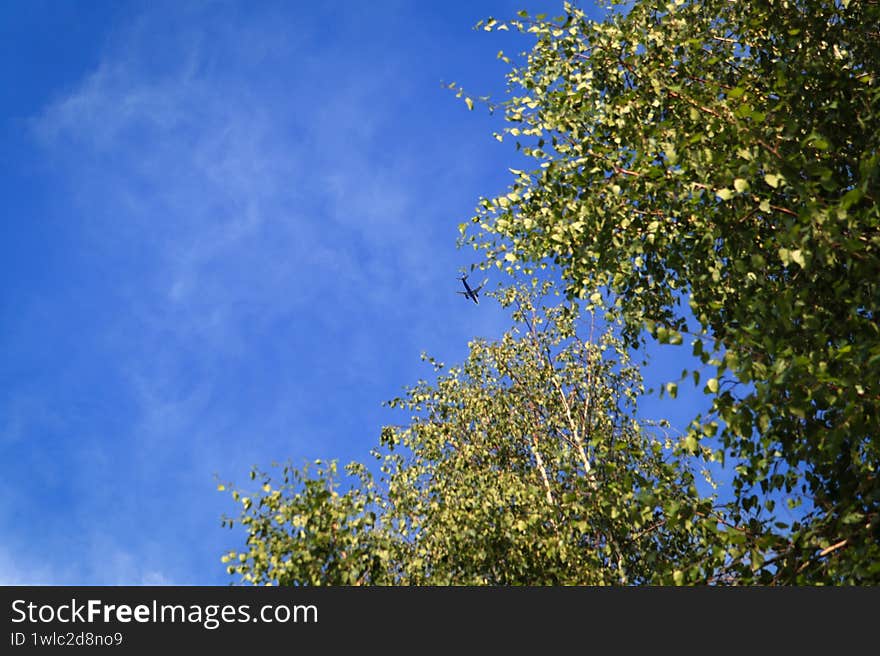 Propeller Plane Flying High Above Lush Green Trees, Set Against a Clear Blue Sky with Wispy Clouds