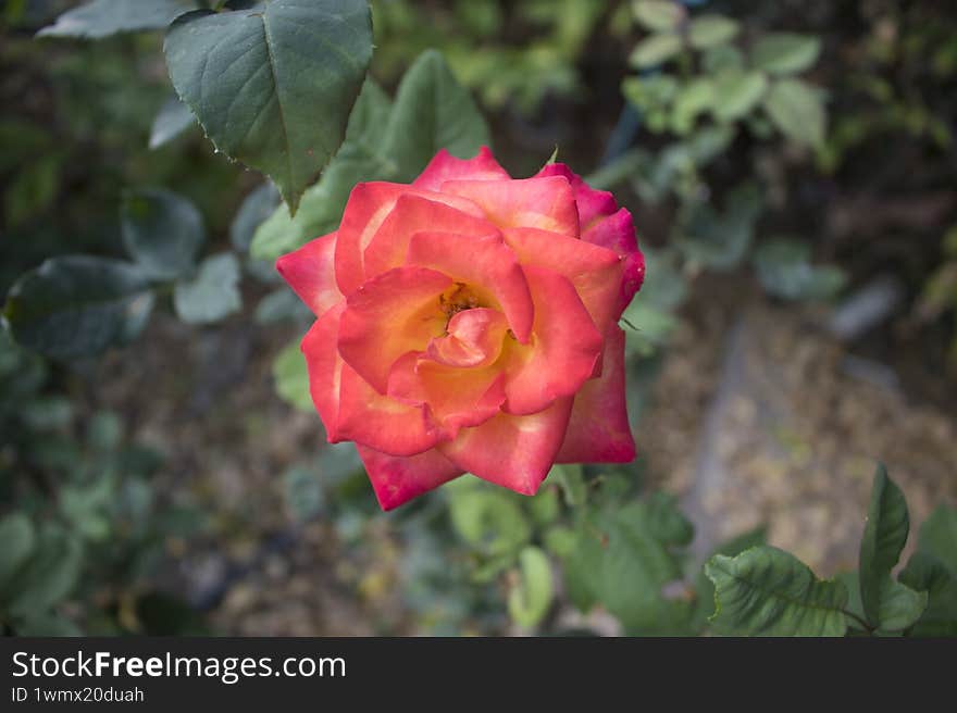 Red rose flower with leaf