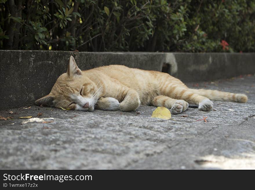 orange stray cat sleeping on footpath