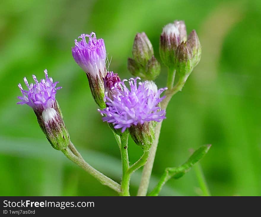 A close-up photograph of small, delicate purple wildflowers with fine, thin petals and white tips. The flowers are in various stages of blooming, some fully open while others remain as tight buds. The background is a soft blur of green, highlighting the flowers and creating a natural, serene atmosphere. The image captures the fine details of the flowers� textures and colors, emphasizing the beauty of nature in its simplest form.