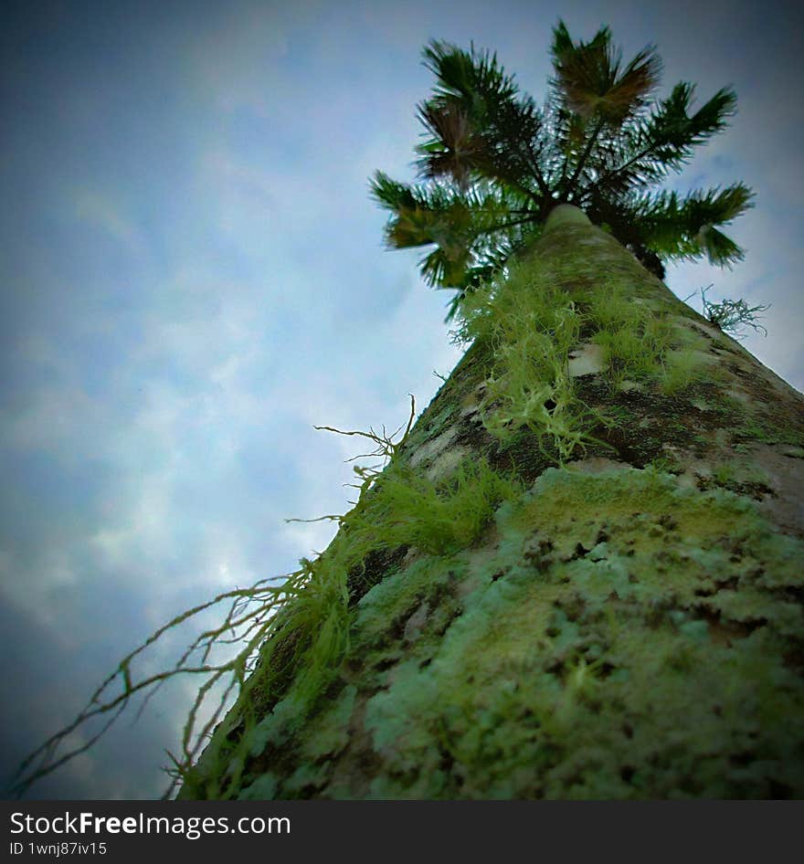 A low-angle photograph of a tall palm tree taken from its base, looking upward toward the crown. The trunk is covered with green m