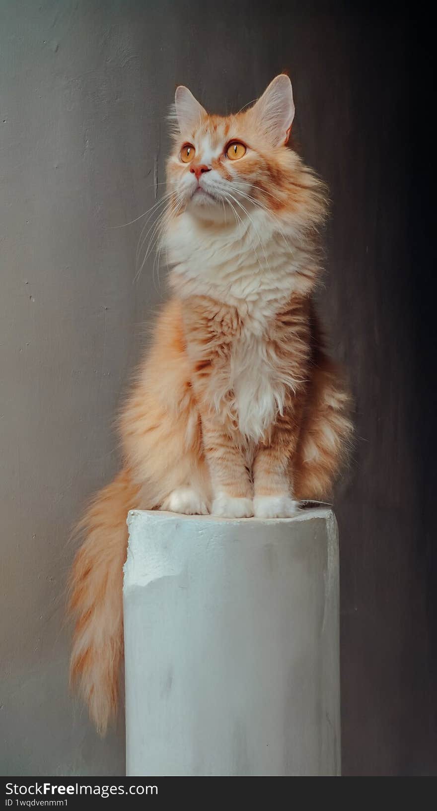 orange and white cat sits majestically on a cylindrical pedestal