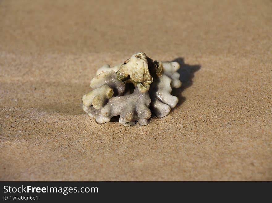 Coral Stone on the Beach Sand