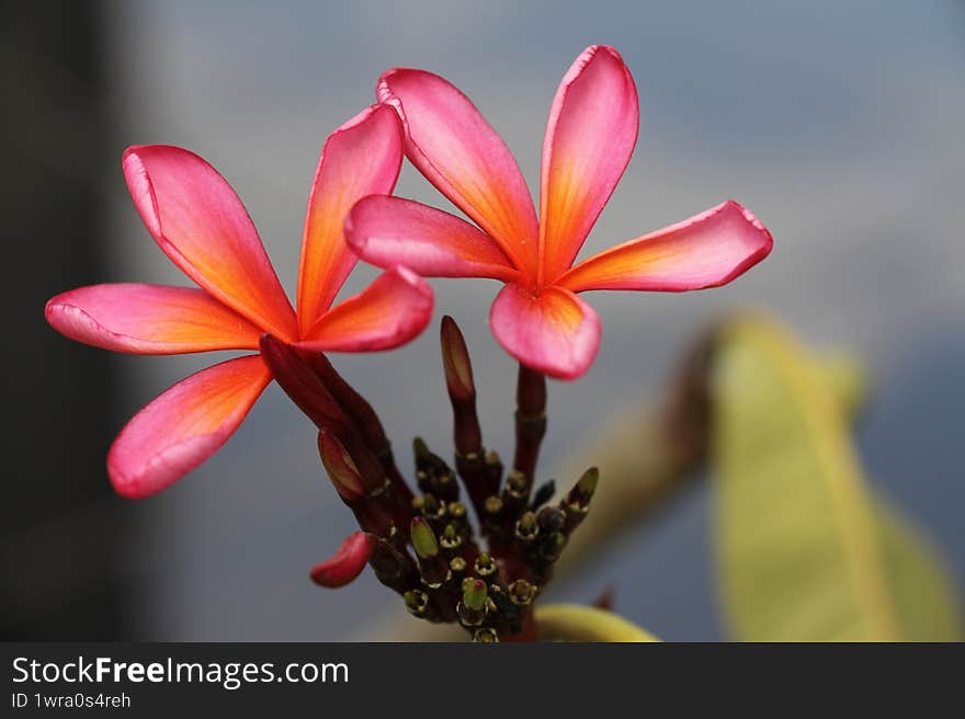 Pink Frangipani Plumeria Flower Macro Photo