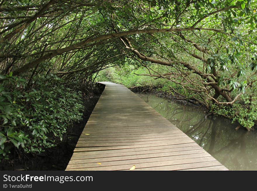 Mangroove Forest Pathway on the Water