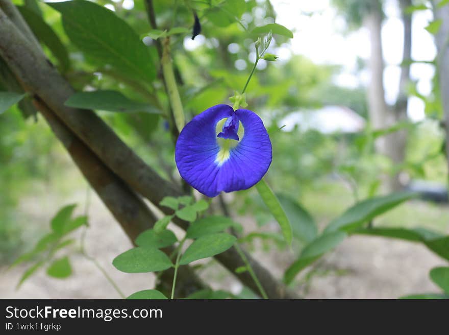 a Blue single violet flower in forest