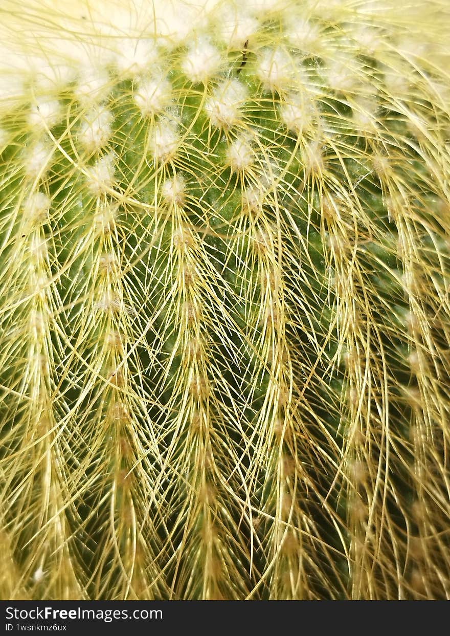 A close-up of a cactus's thorns, as a background, structure image.