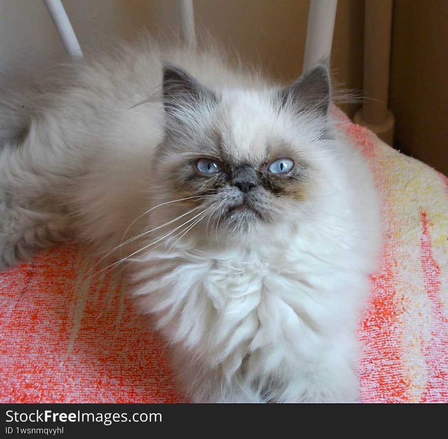 A young Himalayan Persian cat is lying on the chair and looking at the camera with its blue eyes.