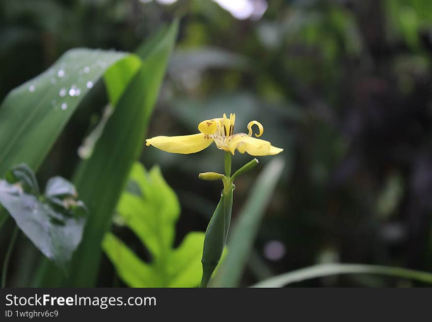 Blooming in a bright yellow hue, Trimezia exudes a simple yet alluring tropical elegance. With larger outer petals and flecked with golden brown, the flower appears to dance for a moment before disappearing into the dusk. Known as the �Walking Iris�, Trimezia is not only beautiful�it is also intelligent, multiplying itself with small, hidden steps in the silence of the garden.