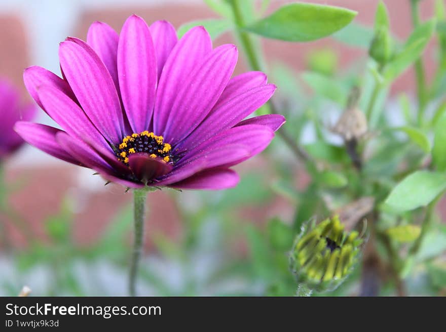 Purple asteraceae from the botanical garden