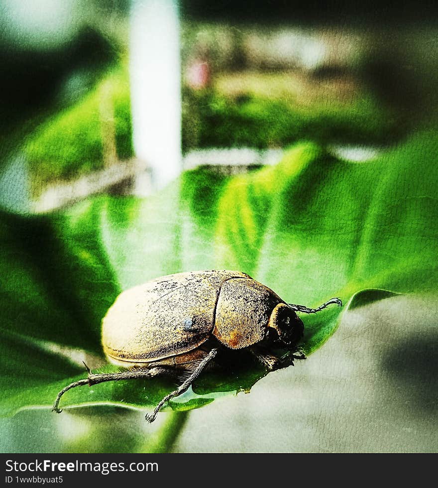 Forest beetle relaxing on green leaves