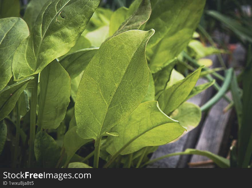 Garden plants, greenery, lettuce leaves
