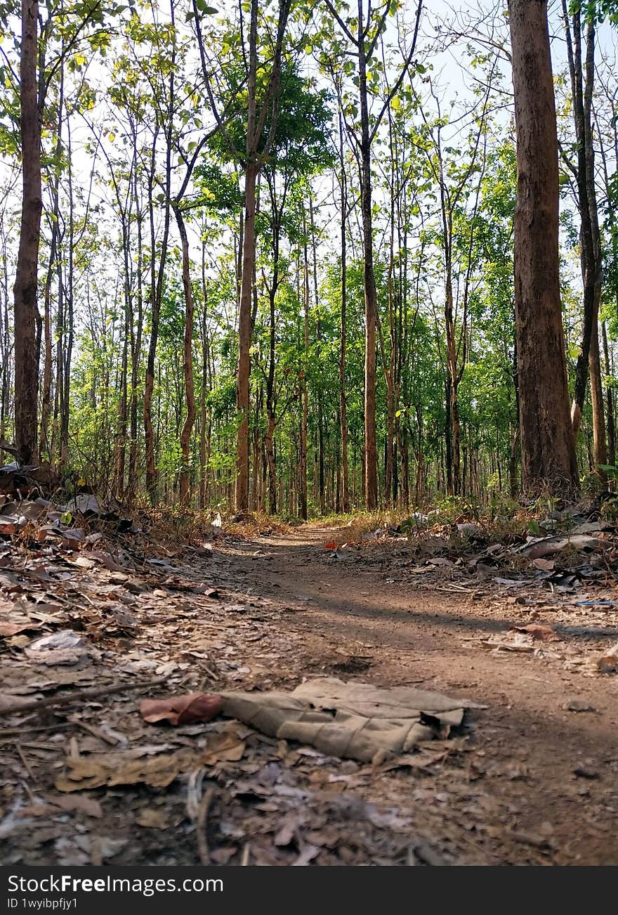Explore a serene forest path surrounded by tall trees and lush greenery. This tranquil scene captures the essence of nature, perfect for outdoor enthusiasts and eco-friendly projects