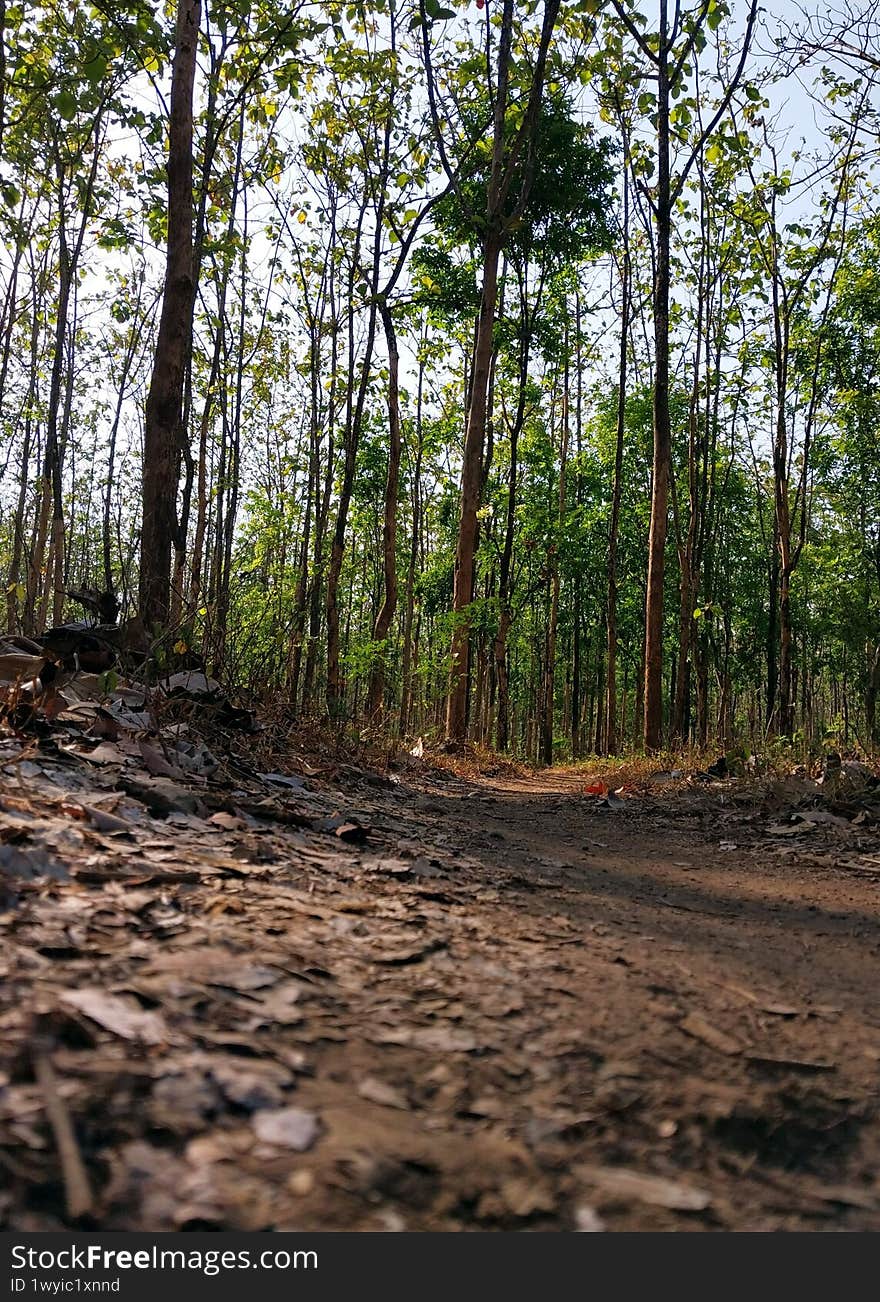 Explore a serene forest path surrounded by tall trees and lush greenery. This tranquil scene captures the essence of nature, perfect for outdoor enthusiasts and eco-friendly projects