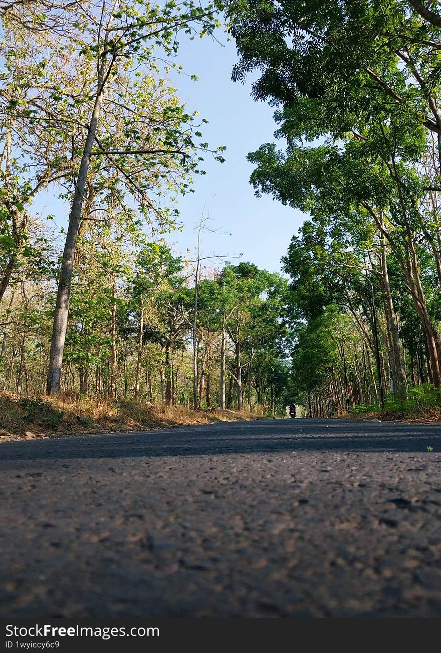 Explore a serene forest road lined with lush green trees, perfect for nature lovers and outdoor enthusiasts. Ideal for travel, adventure, and eco-friendly themes