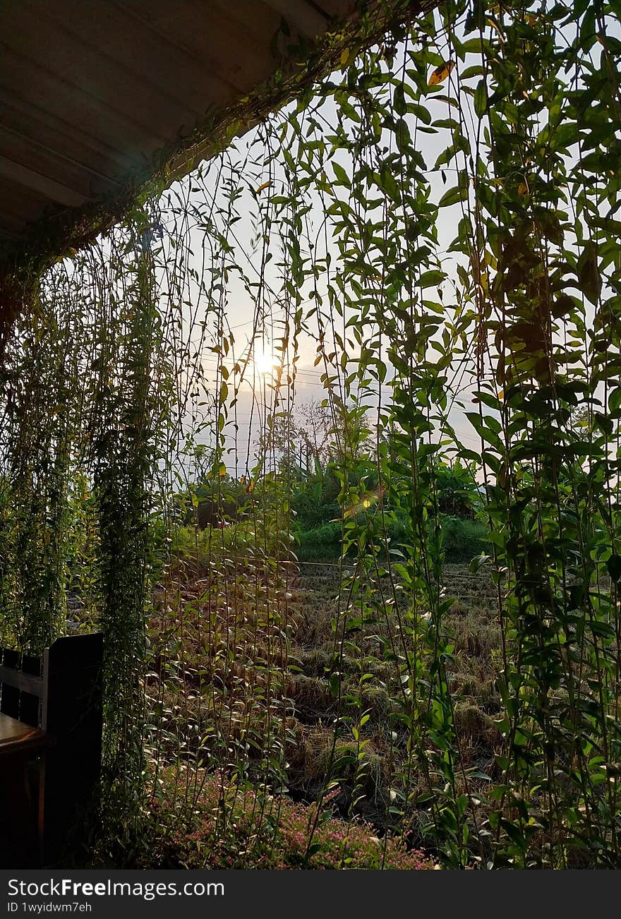 A serene sunset view framed by lush green vines, casting delicate shadows. The tranquil landscape showcases nature's beauty, inviting peace and reflection in a picturesque setting