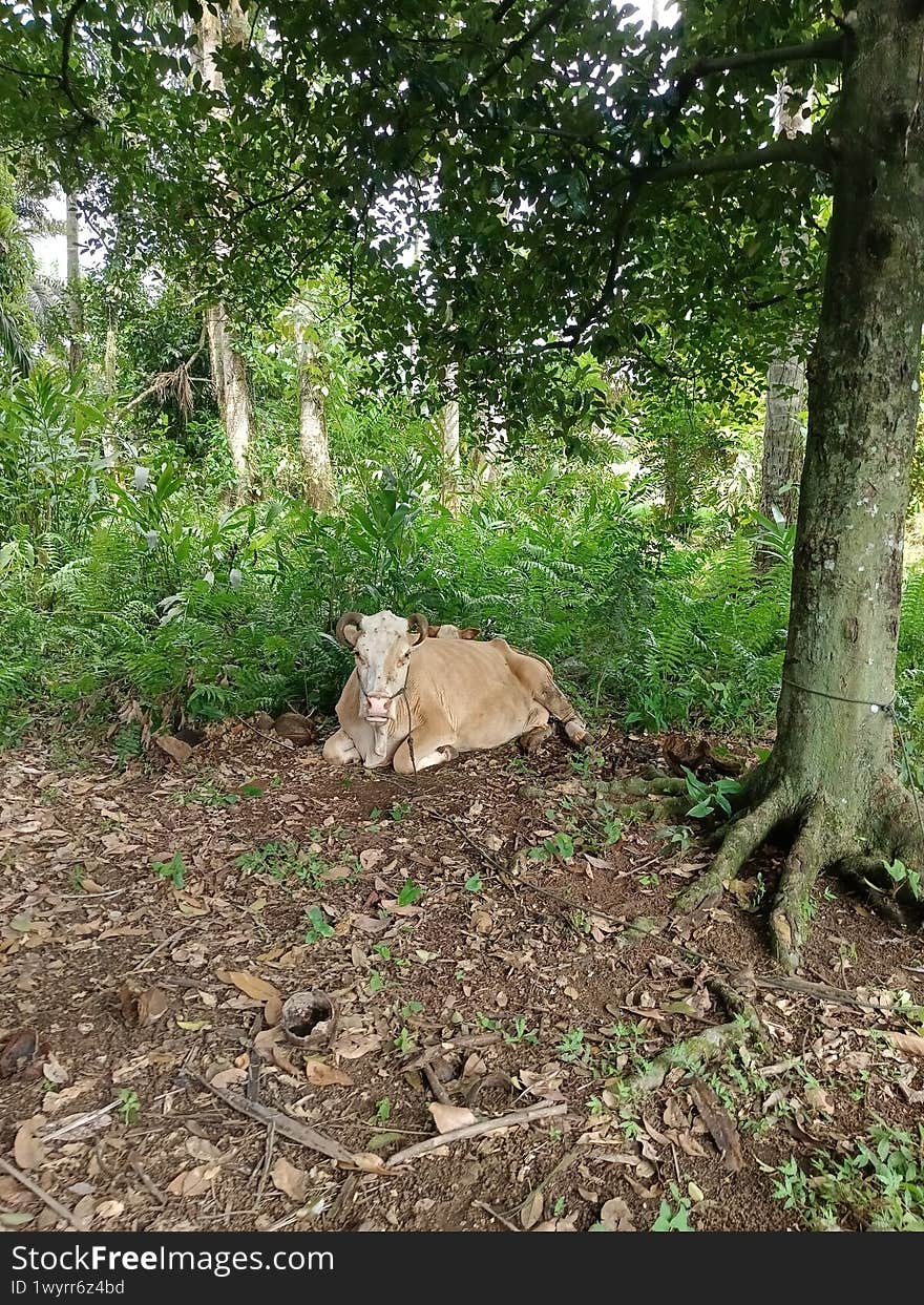 A cow is resting on the green grass