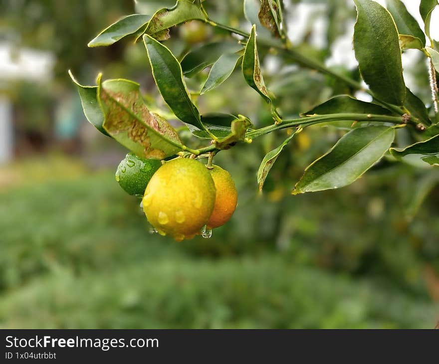 dew sticks to the skin of an orange