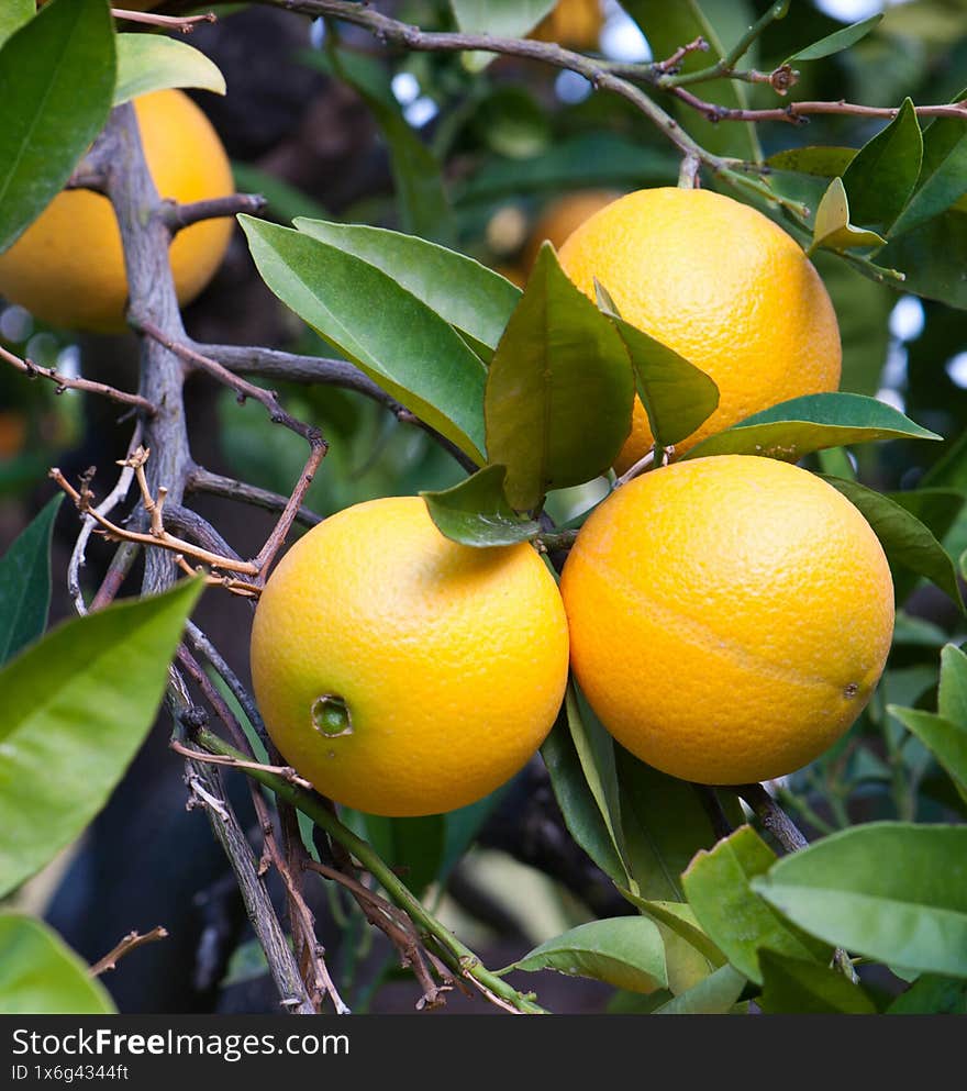 Ripe oranges on a tree