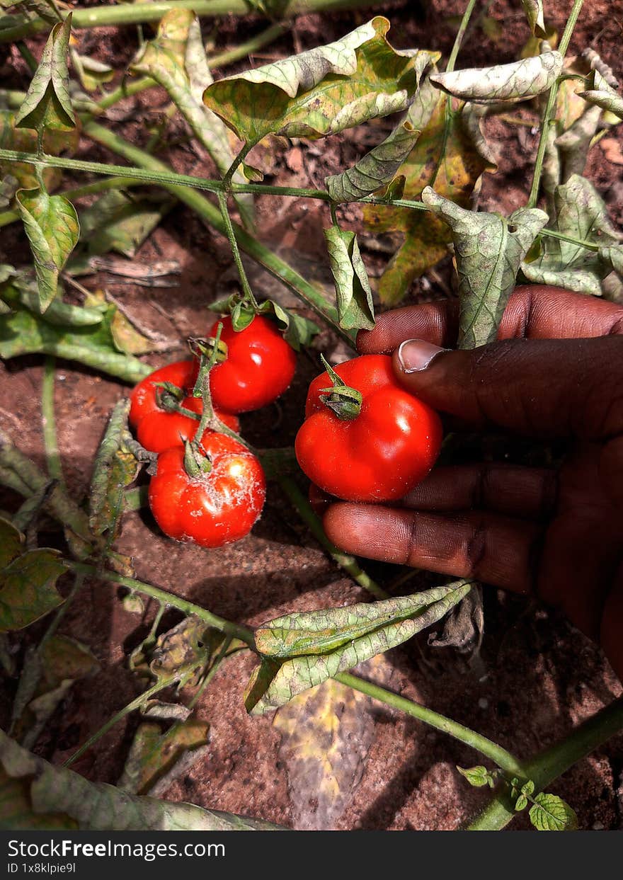 An African harvesting tomatoes at the backyard garden. Human hand harvesting fully ripe red tomatoes. Picking veggies from a garden. Solanum lycopersicum. Harvest time