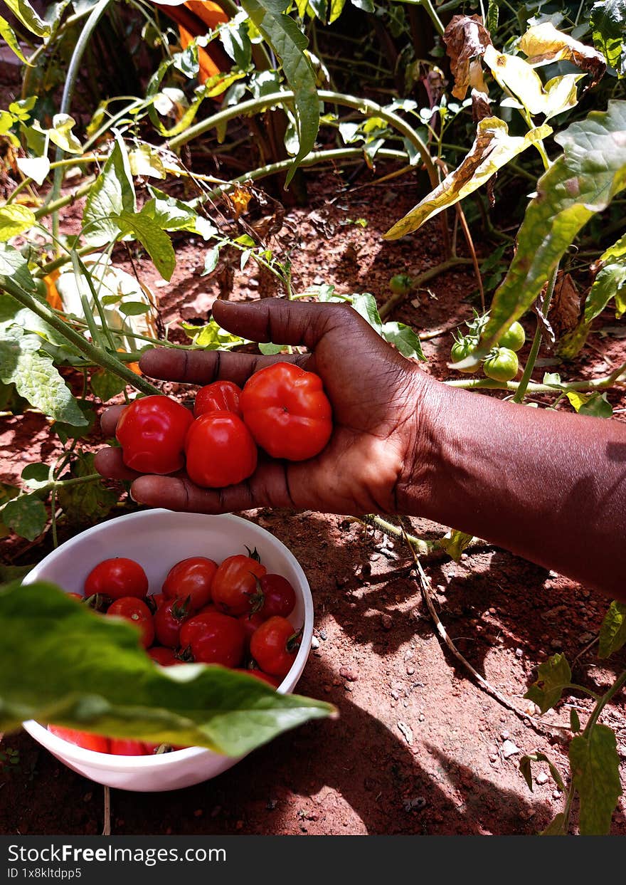 An African harvesting tomatoes at the backyard garden. Human hand harvesting tomatoes into a white bowl in a tomato garden. Pickin