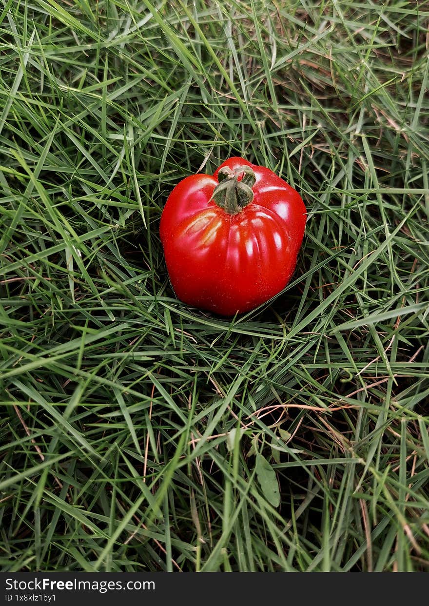 Single fully ripe tomato on a green grass, lawn with space for text. Beautiful tomato background. Solanum lycopersicum. Harvest time