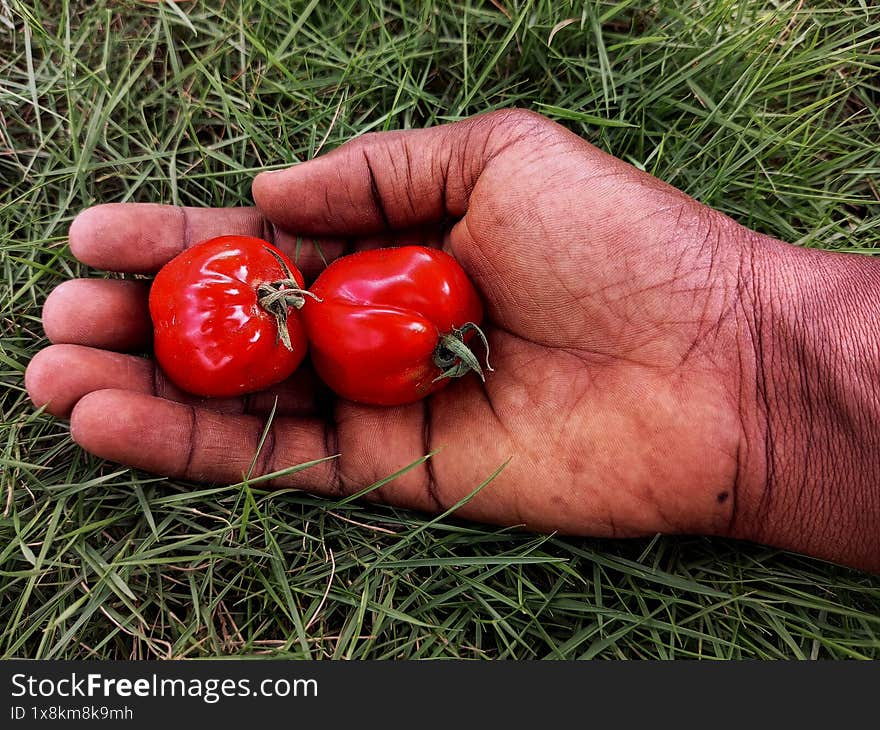 Human hand holding two fully ripe tomatoes on green grass. Top view of an African hand holding red tomato in palm on a lawn. Solanum lycopersicum. Harvest time