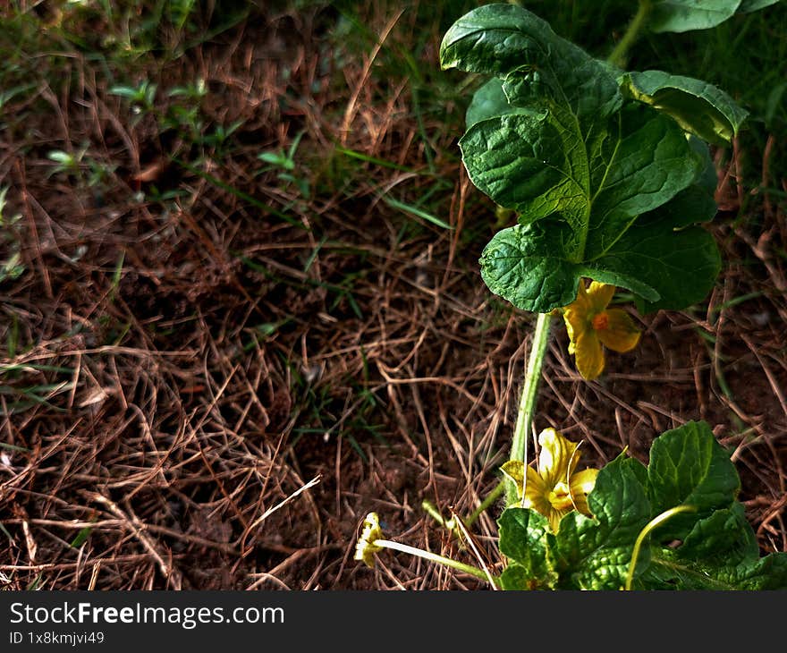 Close up of matured and healthy watermelon fruit leaf on plant with space for text or copy space. Creeping water melon plant with