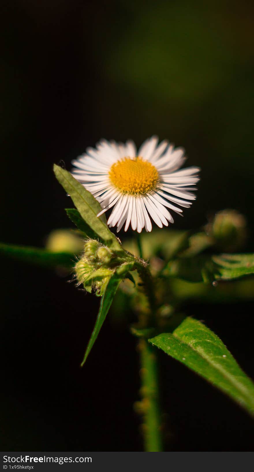 Medicinal plant on an isolated background