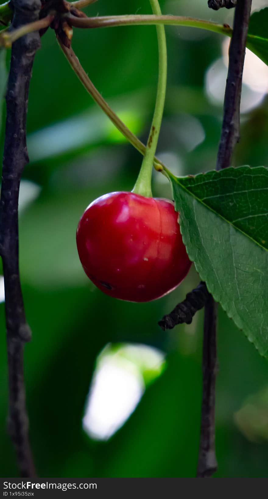 Ripe Cherry on Tree Branch Close-Up