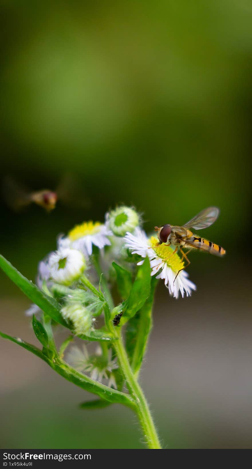 Hoverfly on White Daisy Flower Close-Up