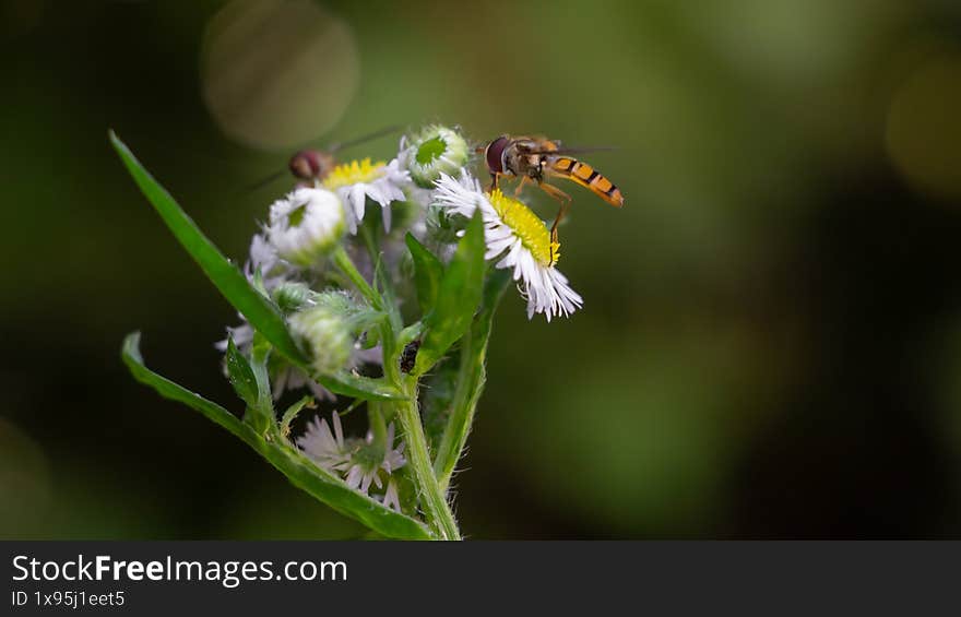 Macro photo of a hoverfly sitting on a white daisy flower
