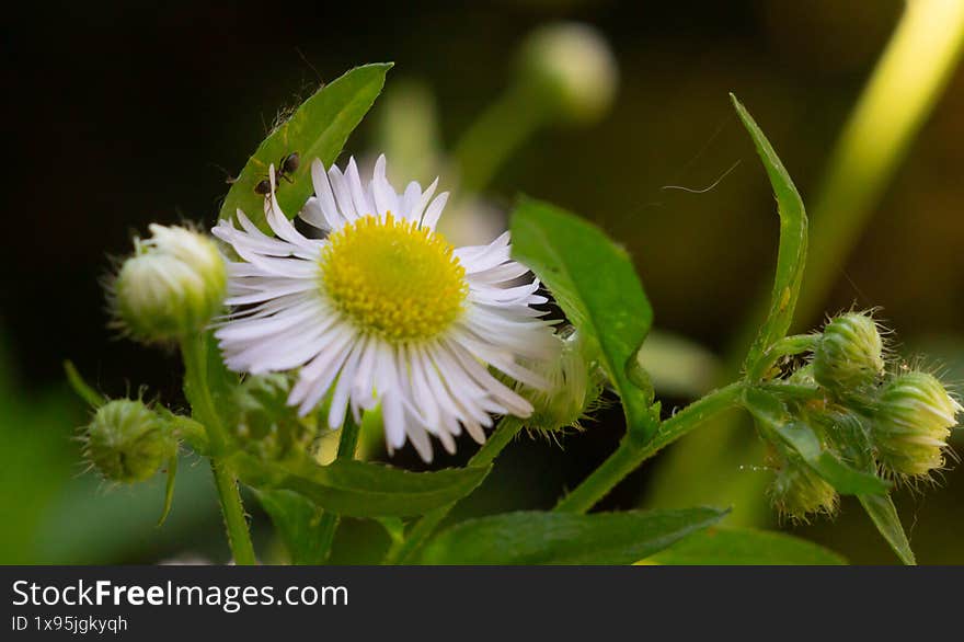 Blurred green background. Perfect for nature, wildlife, pollination, and gardening themes