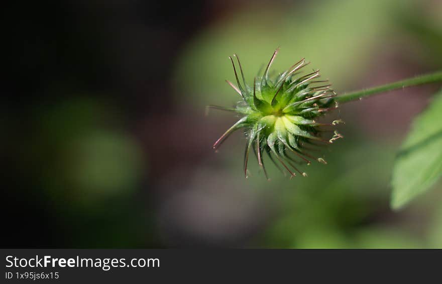 Green Seed Pod Macro with Blurred Background.Bidens frondosa