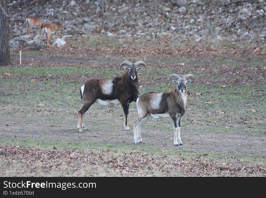 Two bighorn sheep looking at the camera