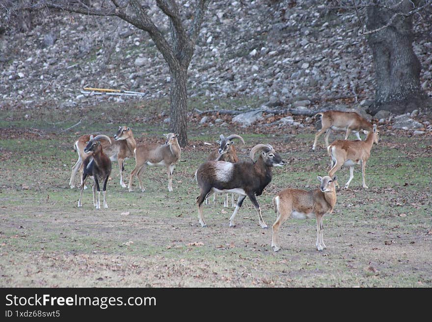 Bighorn sheep found in South Texas