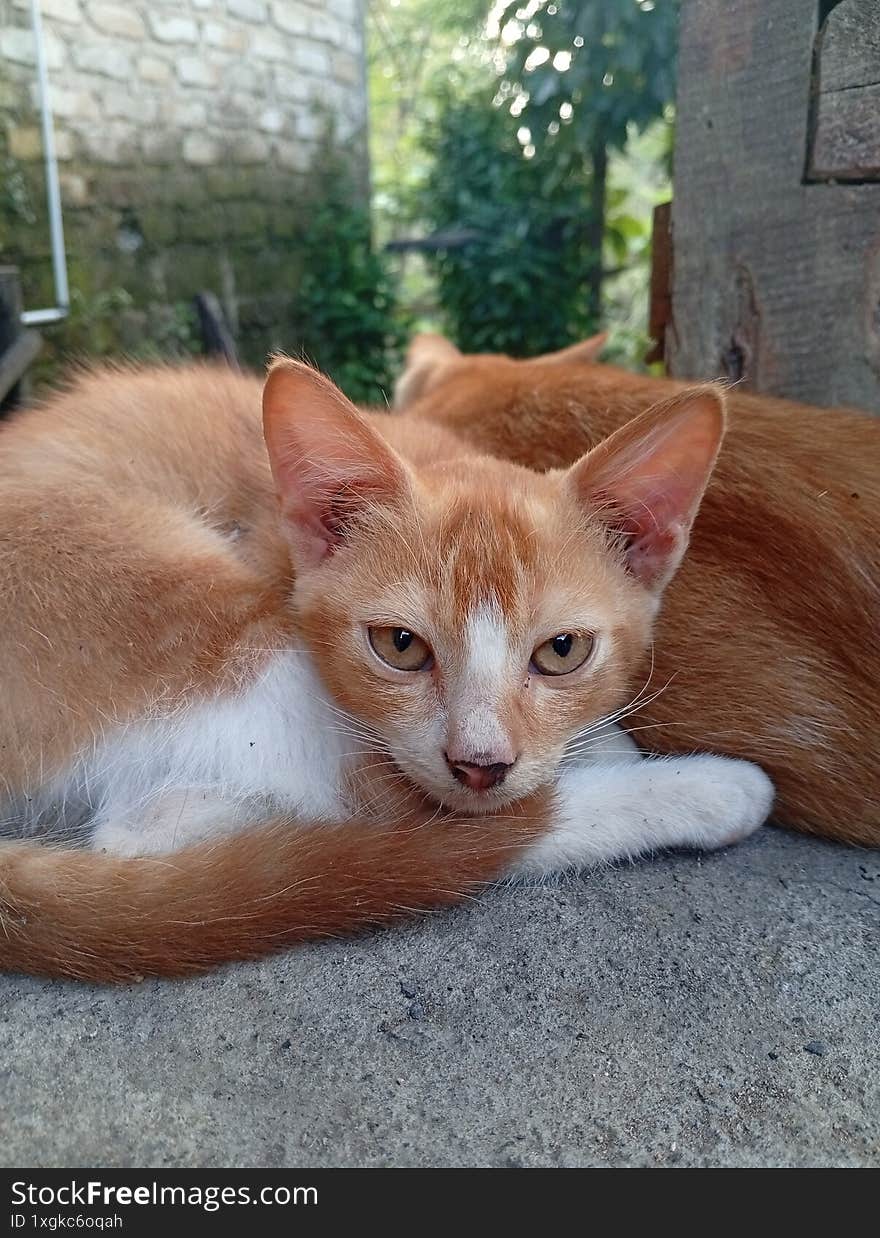 Two sleepy orange kittens And looking at the camera
