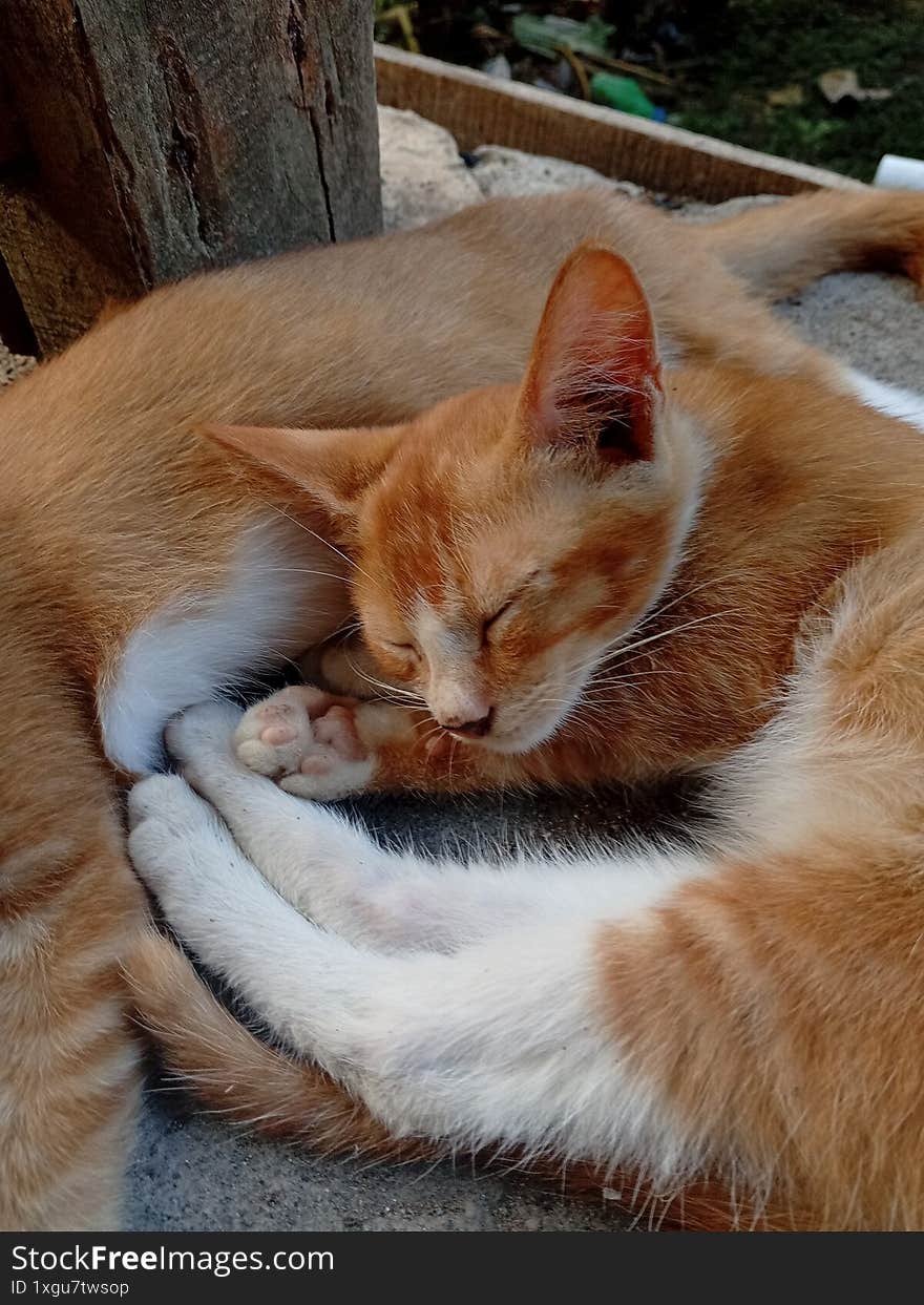 Two orange kittens sleeping outdoors