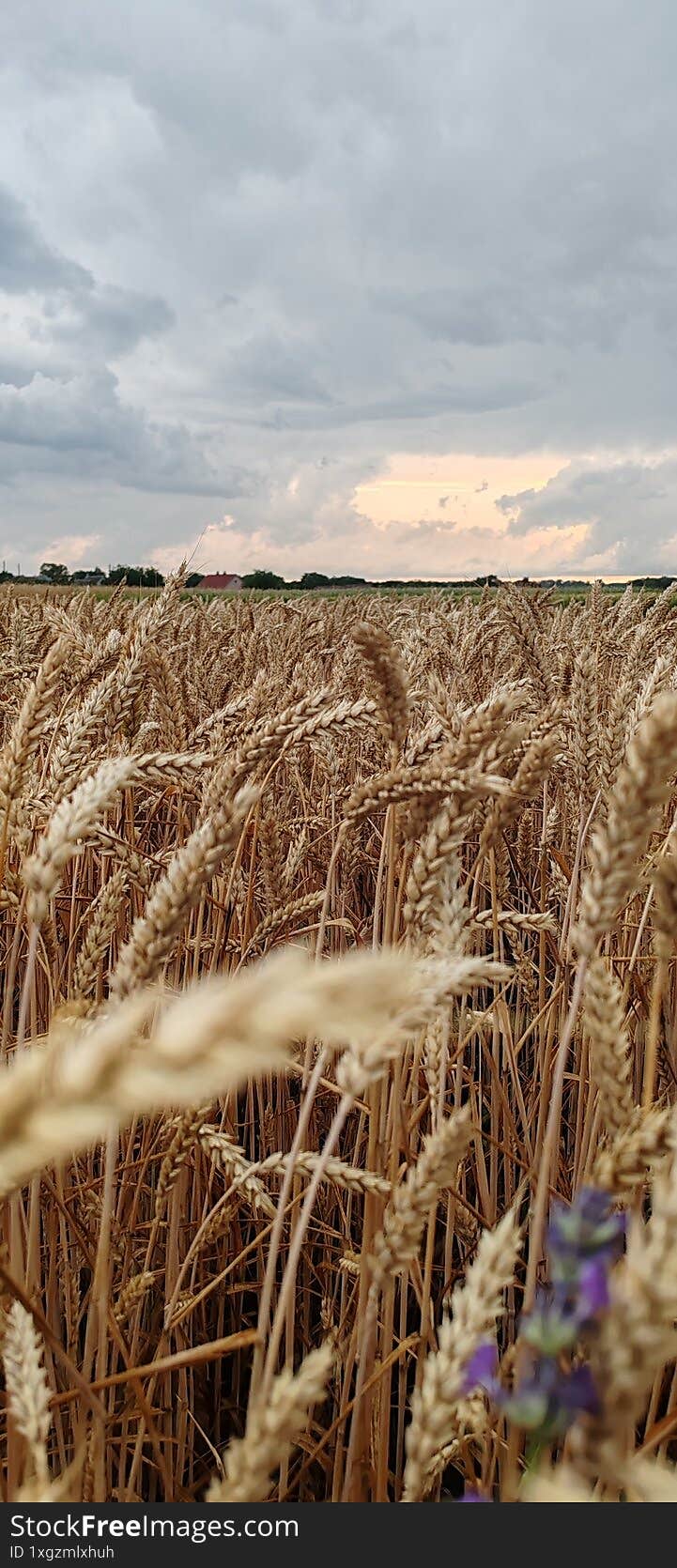 The rays of the setting sun break through gray clouds over a field of ripe wheat. The rays of the setting sun break through gray clouds over a field of ripe wheat